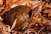 Mexican box turtle portrait {Terrapene carolina mexicana} Mexico