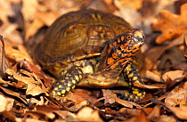 Mexican box turtle portrait {Terrapene carolina mexicana}