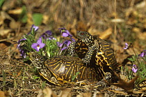 Ornate box turtles {Terrapene ornata ornata} mating pair, Illinois, USA