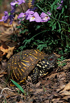 Ornate box turtle male {Terrapene ornata ornata} Illinois, USA