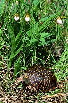 Ornate box turtle {Terrapene ornata ornata} underneath flowering Ladies slipper orchid, Illinois, USA
