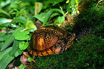 Gulf coast box turtle {Terrapene carolina major} Florida, USA