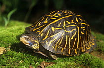Florida box turtle {Terrapene carolina bauri} Florida, USA