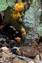 Desert box turtle {Terrapene ornata luteola} Arizona, US