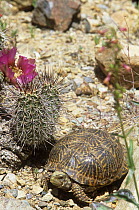 Desert box turtle {Terrapene ornata luteola} Arizona, USA