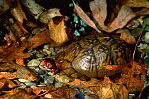 Three toed box turtle in water {Terrapene carolina triunguis} Missouri, USA