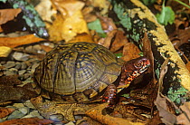 Three toed box turtle in water {Terrapene carolina triunguis} Missouri, USA