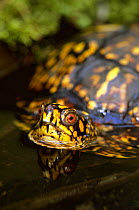 Eastern box turtle in water {Terrapene carolina carolina} Michigan, USA