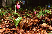 Eastern box turtle {Terrapene carolina carolina} beneath flowering Pink ladies slipper orchid, Michigan, USA