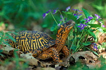 Eastern box turtle {Terrapene carolina carolina} Michigan, US