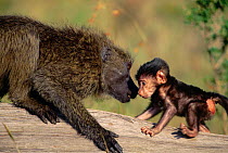 Olive baboon adult sniffing baby.