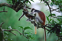 Zanzibar red colobus (Procolobus kirkii) mother with young in tree, Jozani forest, Zanzibar, Tanzania