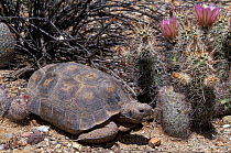 Desert tortoise {Gopherus agassizi} Arizona, US