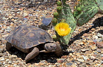 Desert tortoise {Gopherus agassizi} Arizona, US