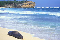 Hawaiian monk seal sleeping on beach {Monachus schauinslandi} Kauai, Hawaii. Endangered