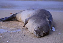 Hawaiian monk seal on beach {Monachus schauinslandi} Kauai, Hawaii. Endangered