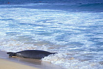 Hawaiian monk seal entering sea {Monachus schauinslandi} Kauai, Hawaii. Endangered