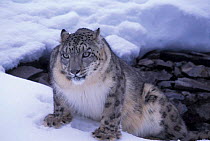 Snow leopard {Panthera uncia} captive