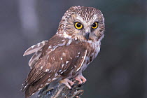 Northern saw-whet owl {Aegolius acadicus} Alaska, US - captive