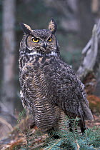 Great horned owl portrait {Bubo virginianus} Alaska, USA  Captive.