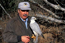 Gyrfalcon with handler {Falco rusticolus} Alaska, US - captive