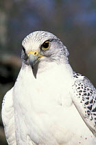 Gyrfalcon portrait {Falco rusticolus} Alaska, US - captive