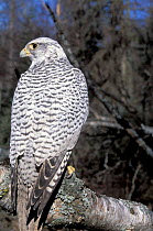 Gyrfalcon {Falco rusticolus} Alaska, US - captive