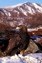 Golden eagle {Aquila chrysaetos} Alaska, US - captive