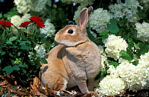 Pet domestic Mini rex rabbit amongst hydrangea flowers.
