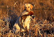 Labrador retriever with shot pheasant {Canis familiaris} Illinois, USA