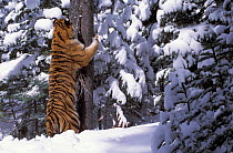Siberian tiger sharpening claws on tree trunk in snow {Panthera tigris altaica} captive