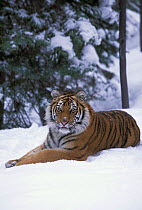 Siberian tiger in snow {Panthera tigris altaica} captiv