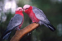 Galah cockatoo pair courtship {Eolophus roseicapilla} Tasmania, Australia
