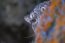 Wild snow leopard hidding behind rock Hemis NP - Ladakh - INDIA