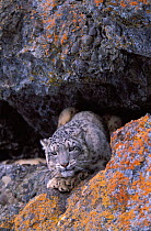 Snow leopard. Wild {Panthera uncia}  Ladakh, India