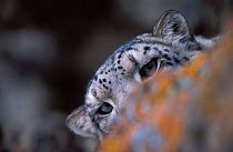 Snow leopard. Wild. {Panthera uncia} Hemis NP, Ladakh, India