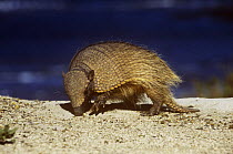 Hairy armadillo {Chaetophractus villosus} Peninsula Valdes, Argentina