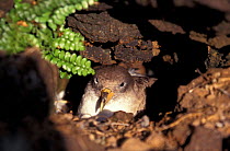 Cory's shearwater on nest {Calonectris diomedea} Azores, Atlantic ocean