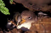 Cory's shearwater on nest {Calonectris diomedea} Azores, Atlantic ocean