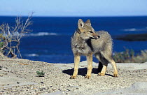 Argentine grey fox {Pseudolopex griseus} Peninsula Valdes, Argentina