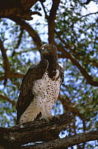 Martial eagle {Polemaetus bellicosus} Kenya, East Africa