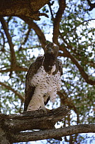 Martial eagle {Polemaetus bellicosus} Kenya, East Africa