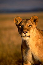Lioness portrait {Panthera leo} Masai Mara, Kenya Marsh pride.