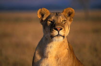 Lioness portrait {Panthera leo} Masai Mara, Kenya - Marsh pride