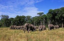 Herd of African elephants coming out of trees {Loxodonta africana} Masai Mara, Kenya