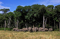 Herd of African elephants coming out of trees {Loxodonta africana} Masai Mara, Kenya