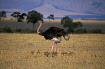 Ostrich male with chicks {Struthio camelus} Masai Mara, Kenya