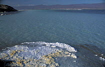 Lac Assal, crystallised salt on shoreline, 150m below sea level. Djibouti, East Africa sea water