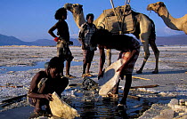 Afar tribesmen mining salt, Lac Assal, Djibouti, East Africa. 150m below sea level. Sea water seeps through into lake and evaporates.