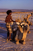 Afar tribesman loading salt onto camel. Lac Assal, Djibouti, East Africa. 150m below sea